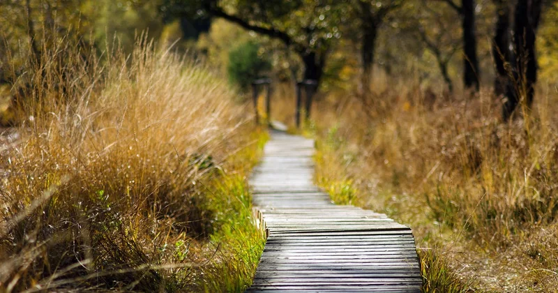 Trouver une forêt facile près de chez vous