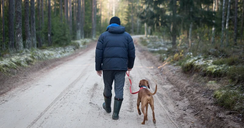 Camper avec son chien : le confort des compagnons à quatre pattes
